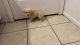 Mal-Shi Puppies for sale in Phoenix, AZ 85035, USA. price: NA