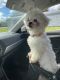 Mal-Shi Puppies for sale in Kissimmee, FL, USA. price: $800