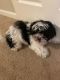Mal-Shi Puppies for sale in Portsmouth, VA, USA. price: NA