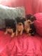 Mal-Shi Puppies for sale in Asheboro, NC, USA. price: $550