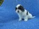 Mal-Shi Puppies for sale in Hacienda Heights, CA, USA. price: $1,299