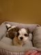Mal-Shi Puppies for sale in Athens, GA, USA. price: $1,200