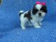 Mal-Shi Puppies for sale in Hacienda Heights, CA, USA. price: $1,299