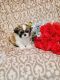 Mal-Shi Puppies for sale in Des Moines, IA, USA. price: NA