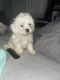 Mal-Shi Puppies for sale in Philadelphia, PA 19137, USA. price: $1,700