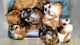 Mal-Shi Puppies for sale in Crossville, TN, USA. price: $800