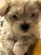 Mal-Shi Puppies for sale in Belding, MI 48809, USA. price: NA