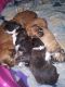 Mal-Shi Puppies for sale in Monett, MO 65708, USA. price: NA