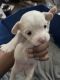 Mal-Shi Puppies for sale in Albany, GA, USA. price: NA
