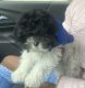 Mal-Shi Puppies for sale in Chicago, IL, USA. price: $1,000