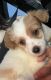 Mal-Shi Puppies for sale in Buford, GA, USA. price: NA