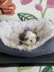 Mal-Shi Puppies for sale in Milwaukee, WI, USA. price: NA