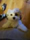 Mal-Shi Puppies for sale in Henderson, NV, USA. price: NA