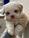 Mal-Shi Puppies for sale in San Francisco, CA, USA. price: $1,500