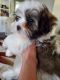 Mal-Shi Puppies for sale in Sioux Falls, SD, USA. price: NA