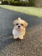 Mal-Shi Puppies for sale in Voorhees Township, NJ 08043, USA. price: NA