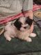 Mal-Shi Puppies for sale in Springfield, OR, USA. price: $1,200