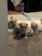 Mal-Shi Puppies for sale in Sacramento, CA, USA. price: NA