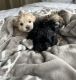 Mal-Shi Puppies