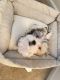 Mal-Shi Puppies for sale in Cherry Hill, NJ, USA. price: NA
