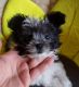 Mal-Shi Puppies for sale in Streamwood, IL, USA. price: $2,000