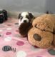 Mal-Shi Puppies for sale in Dover, OH, USA. price: $850