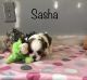 Mal-Shi Puppies for sale in Dover, OH, USA. price: NA