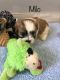 Mal-Shi Puppies for sale in Dover, OH, USA. price: NA