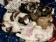 Mal-Shi Puppies for sale in Waterville, WA 98858, USA. price: NA