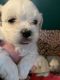 Mal-Shi Puppies for sale in Decorah, IA 52101, USA. price: $600
