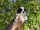 Mal-Shi Puppies for sale in Hacienda Heights, CA, USA. price: $899