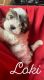 Mal-Shi Puppies for sale in Jeffersonville, IN, USA. price: NA
