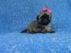 Mal-Shi Puppies for sale in Whittier, CA, USA. price: $799