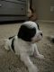 Mal-Shi Puppies for sale in Goodyear, AZ, USA. price: NA