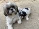 Mal-Shi Puppies for sale in Cullman, AL, USA. price: NA