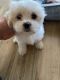 Mal-Shi Puppies for sale in Palm Coast, FL, USA. price: NA