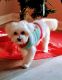 Mal-Shi Puppies for sale in Waldorf, MD, USA. price: NA