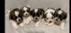 Mal-Shi Puppies for sale in Dayton, TX 77535, USA. price: NA
