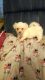 Mal-Shi Puppies for sale in North Sacramento, Sacramento, CA, USA. price: $600