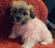 Mal-Shi Puppies for sale in Portsmouth, VA 23704, USA. price: NA