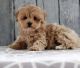Mal-Shi Puppies for sale in New York, NY, USA. price: $650
