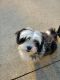 Mal-Shi Puppies for sale in Grand Forks, ND, USA. price: $600