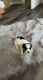 Mal-Shi Puppies for sale in Waukesha, WI, USA. price: NA