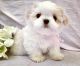 Mal-Shi Puppies for sale in Riverside, CA, USA. price: NA