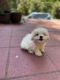 Mal-Shi Puppies for sale in Springfield, VA, USA. price: $1,200