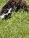 Mal-Shi Puppies for sale in Deer Park, NY, USA. price: $500