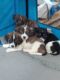 Mal-Shi Puppies for sale in Sugar Hill, GA, USA. price: NA