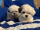 Mal-Shi Puppies for sale in Lancaster, CA 93535, USA. price: NA