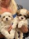 Mal-Shi Puppies for sale in Granville, NY 12832, USA. price: $750