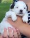Mal-Shi Puppies for sale in Farmington, MN, USA. price: NA
